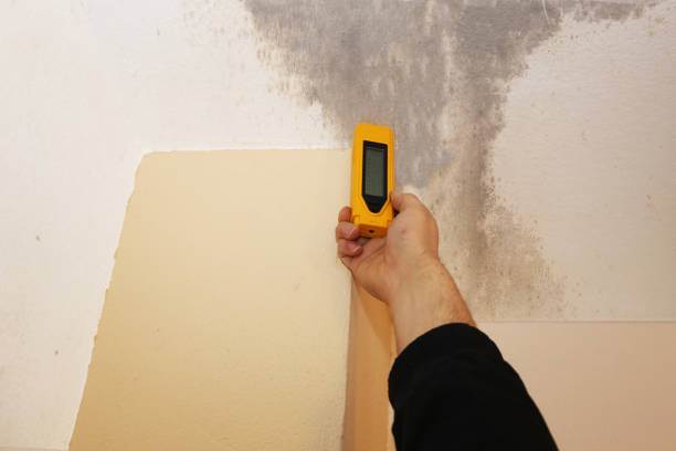 Best Basement Mold Removal  in North Fair Oaks, CA