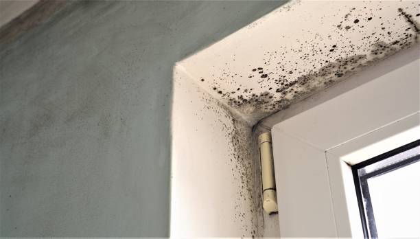 Best Airborne Mold Testing  in North Fair Oaks, CA