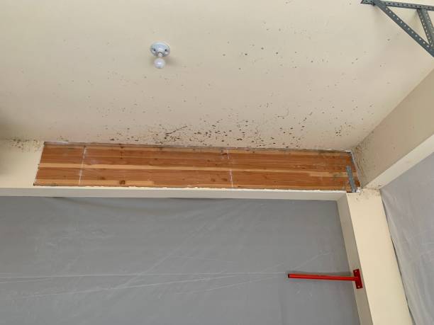 Best Mold Prevention Services  in North Fair Oaks, CA